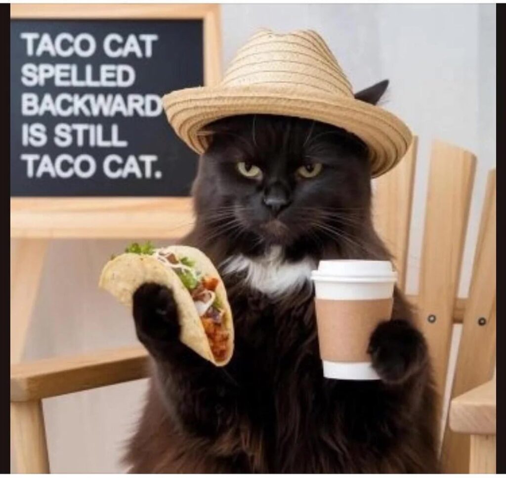 Funny black cat with taco and coffee, wearing a straw hat, beside a witty blackboard sign.