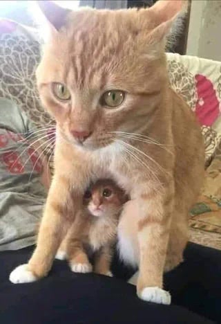 Large orange cat with tiny kitten cuddling, cozy home, feline bond, domestic pet, warm scene.