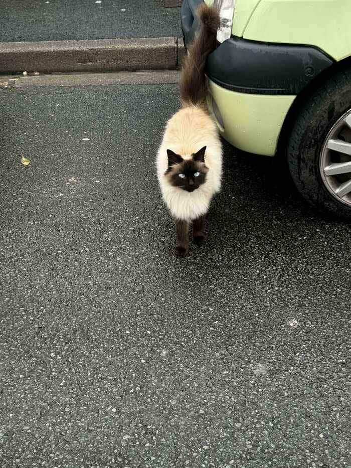 Curious Siamese cat with blue eyes exploring a suburban street next to a green car.