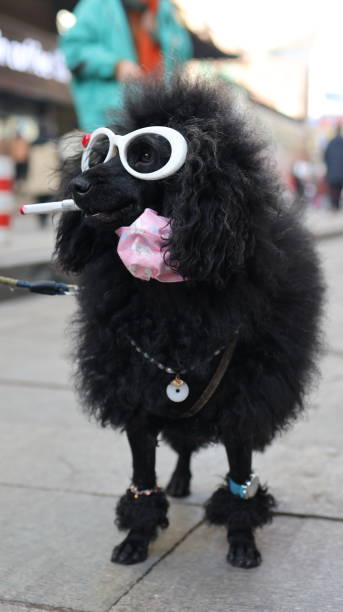 Stylish black poodle with sunglasses, pink scarf, bracelets, and cigarette on busy city sidewalk.