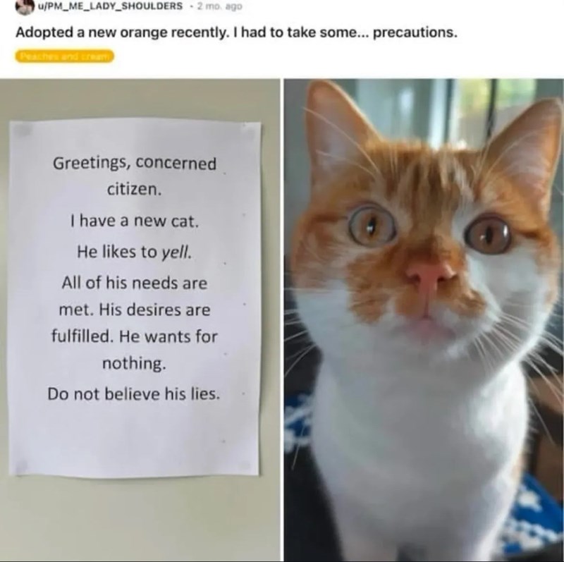 Humorous note about a loud, mischievous orange and white cat with a playful expression.