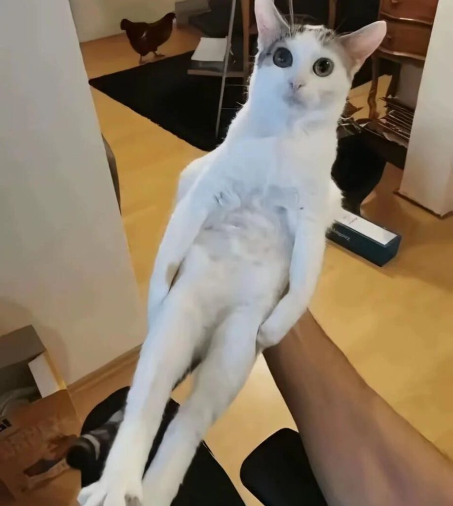 Playful cat being held with a curious chicken in a cozy home setting.