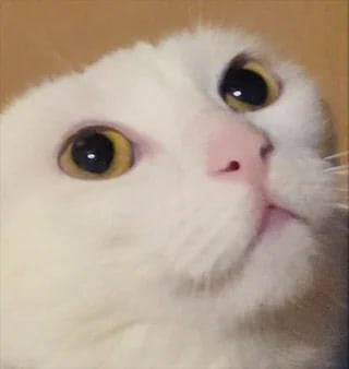 Close-up of adorable white cat with striking yellow eyes and soft fur.