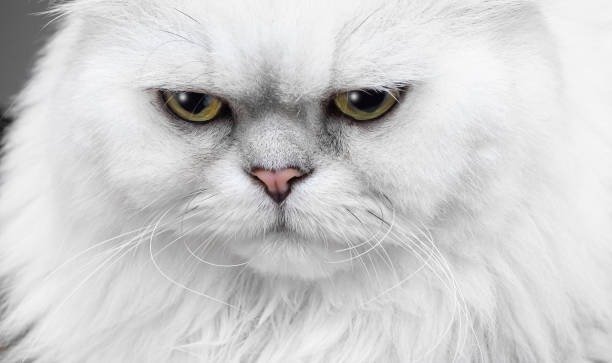 Elegant white fluffy cat with yellow eyes and serious expression on minimalist background.