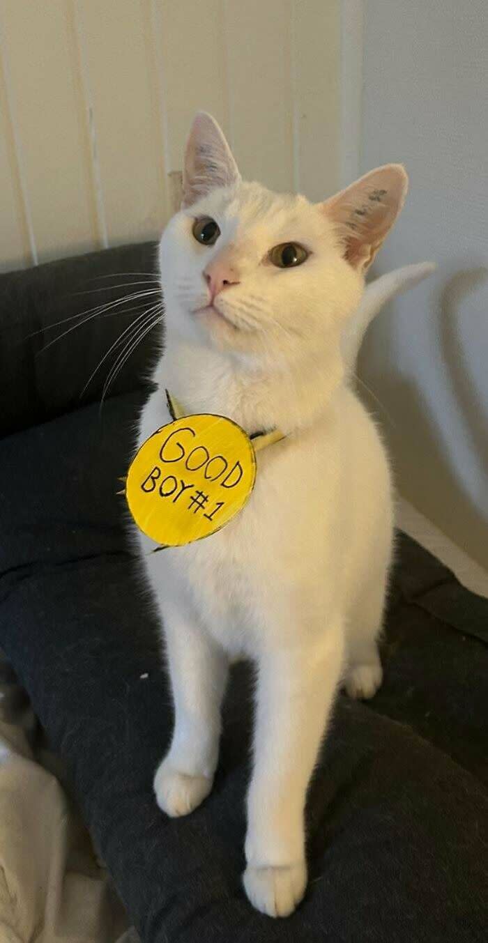 White cat wearing a Good Boy #1 sign on cozy gray couch.