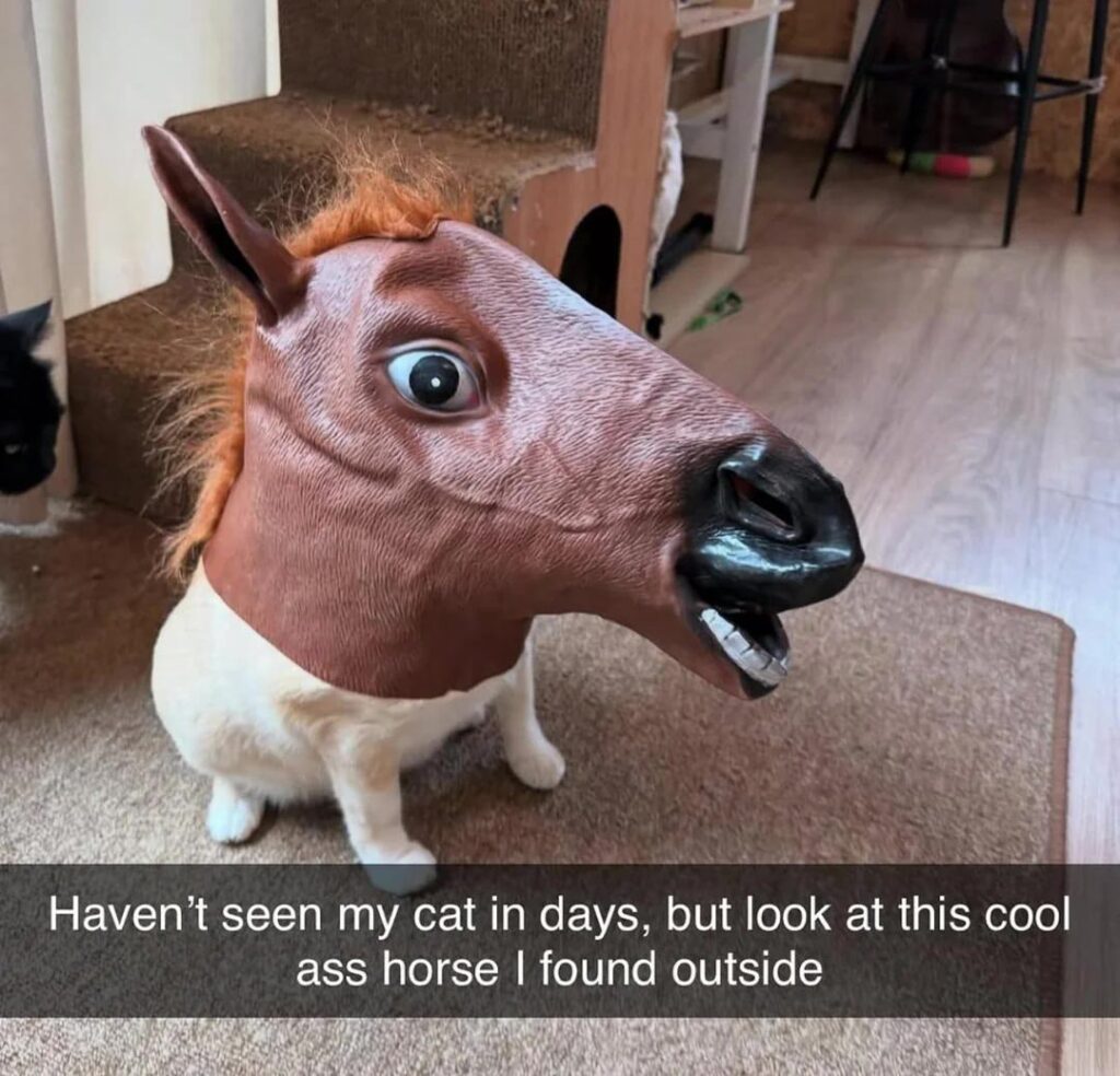 Cute white cat wearing a funny horse mask in a cozy indoor pet-friendly space.