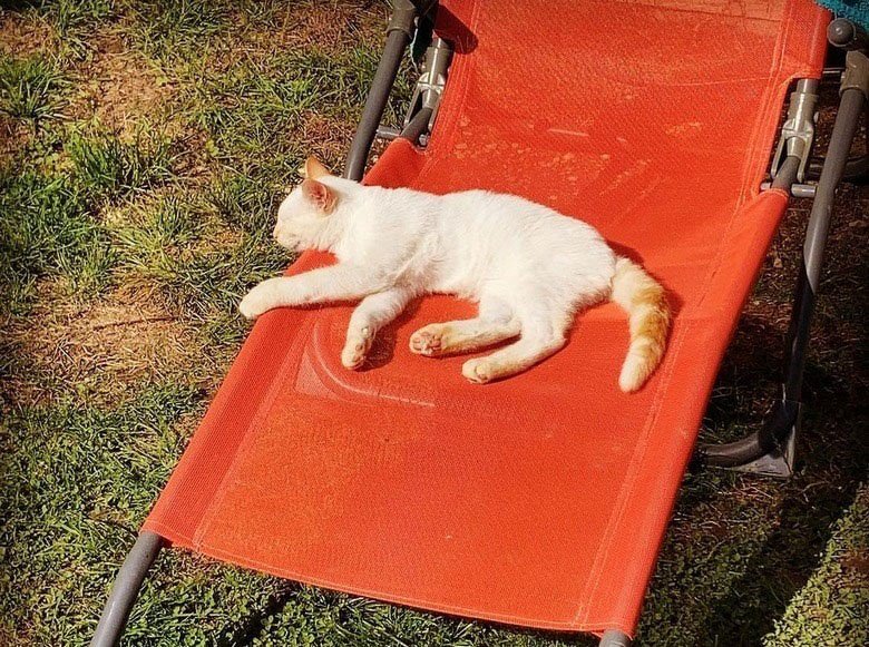 12 Cat Memes for Sat, Jul 19