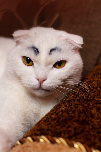 White cat with distinctive eyebrows, bright yellow-green eyes, cozy brown background, curious and alert.