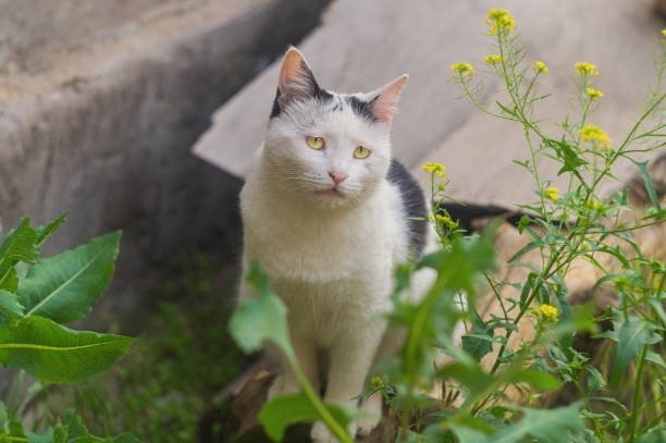 Elegant white and black cat with yellow eyes in a lush garden setting.