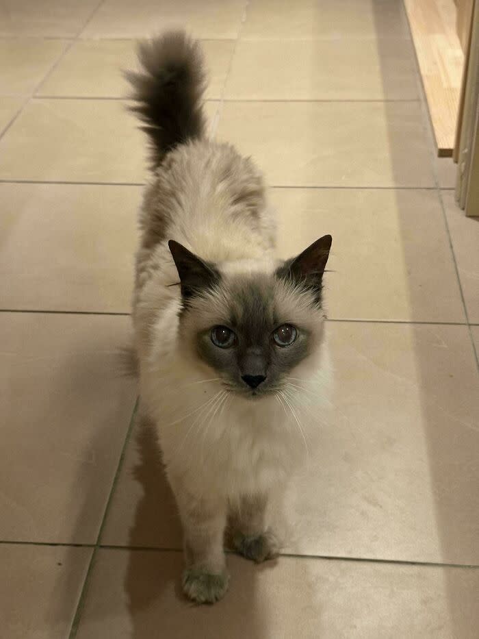 Cute fluffy white cat with blue-green eyes standing on tiled floor in cozy home.