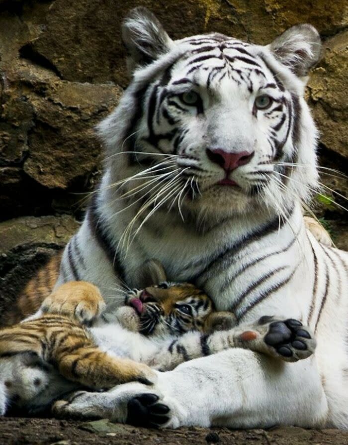 White tiger and cubs roving in natural rocky habitat, showcasing family, wildlife, and conservation.