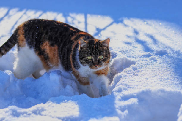 Calico cat exploring snowy winter landscape with sunlight, shadows, and vibrant winter scenery.