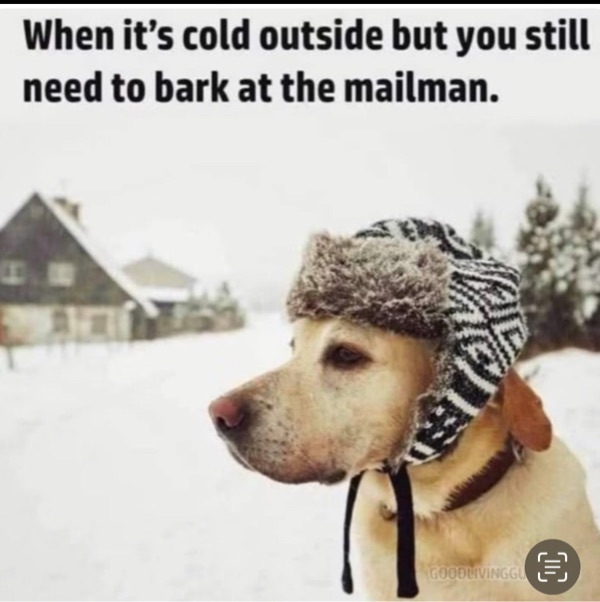 Cute Labrador dog in winter hat barking during snowy, cold weather.