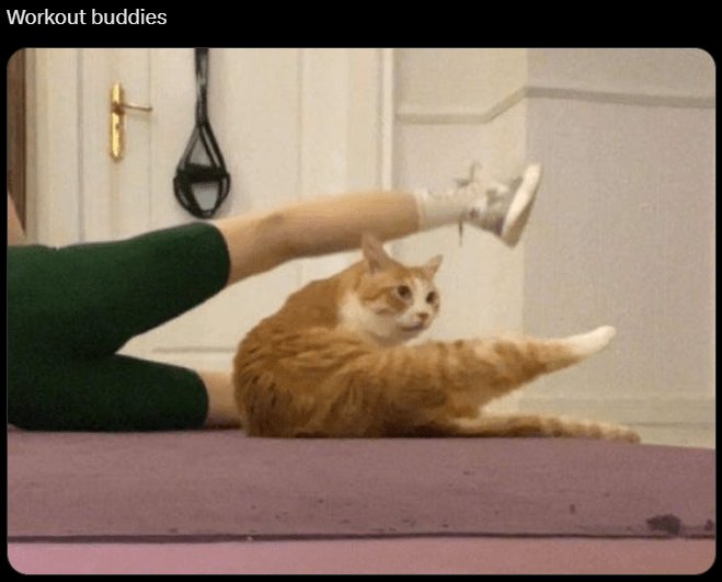 Cute cat and person working out together at home, showcasing fitness and pet companionship.