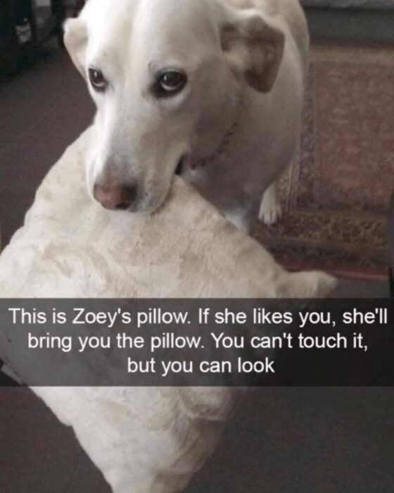 Adorable white Labrador dog Zoey with pillow, playful and affectionate pet scene.