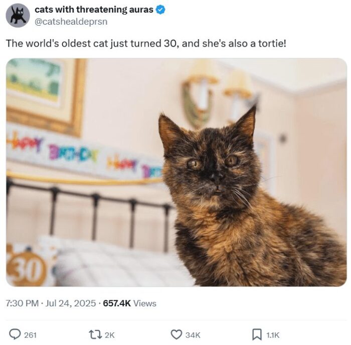 30-year-old tortoiseshell cat celebrating birthday with colorful decorations and cozy background.