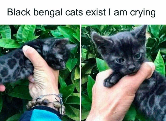 Adorable black Bengal kitten with unique spotted fur held gently in hand.