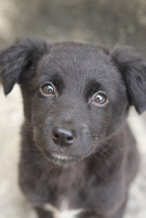 Cute black puppy with expressive eyes, playful pose, and white chest patch.