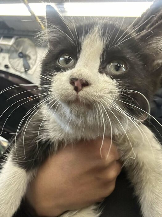 Closeup of adorable black and white kitten with green eyes held gently.