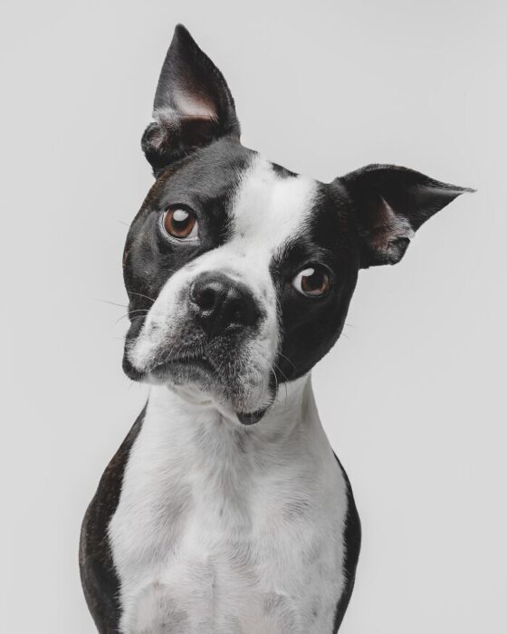 Adorable Boston Terrier with black and white coat posing on white background.