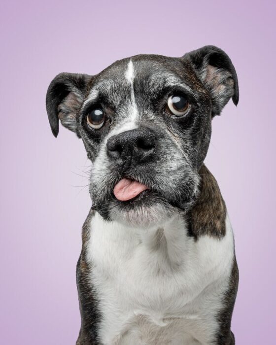 Adorable brindle Boxer dog with floppy ears and playful tongue against soft purple background.
