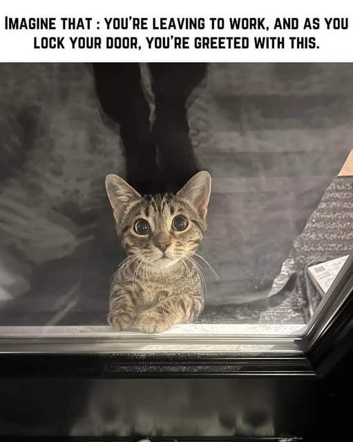 Cute tabby kitten peering through glass door with big, curious eyes and striking striped fur.