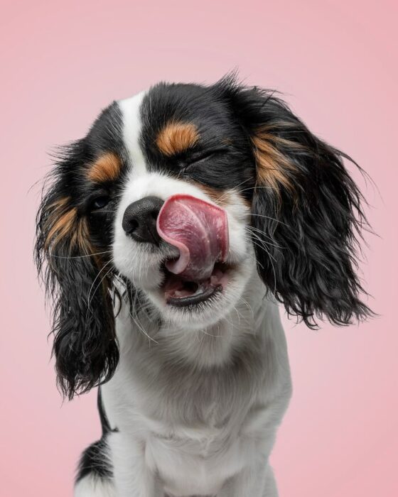 Cute Cavalier King Charles Spaniel licking its nose on pink background.
