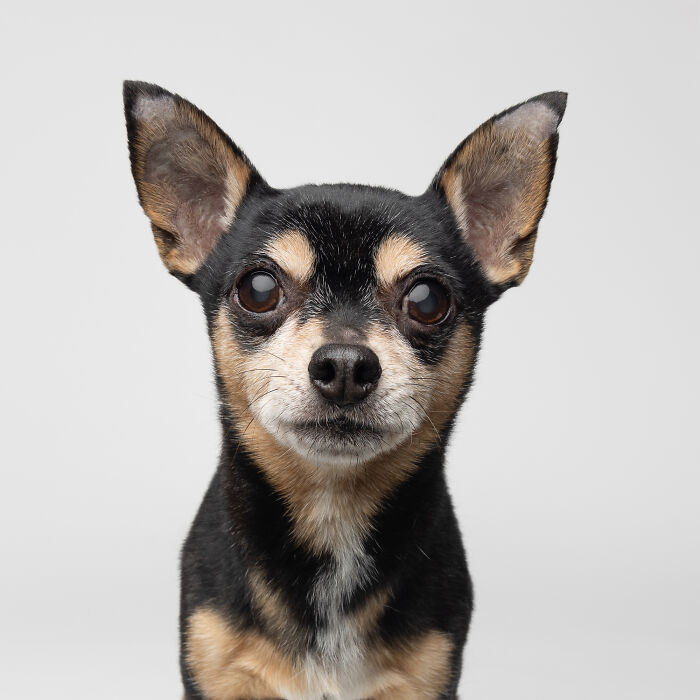 Close-up of a black and tan Chihuahua dog with expressive eyes on gray background.