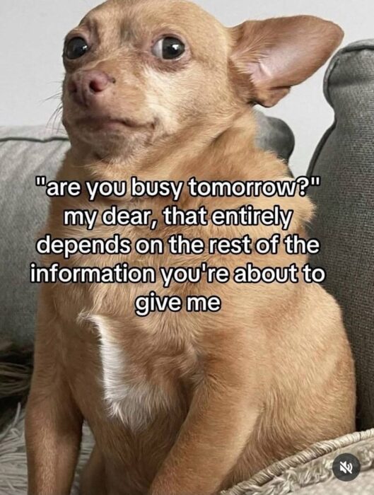 Cute Chihuahua with curious expression and humorous caption about plans and information.