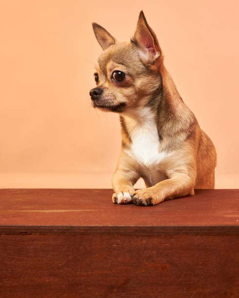 Small adorable Chihuahua dog on wooden surface with peach background.