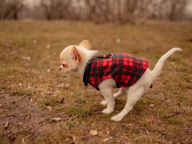 Adorable Chihuahua in red plaid vest exploring outdoors in a natural grassy setting.