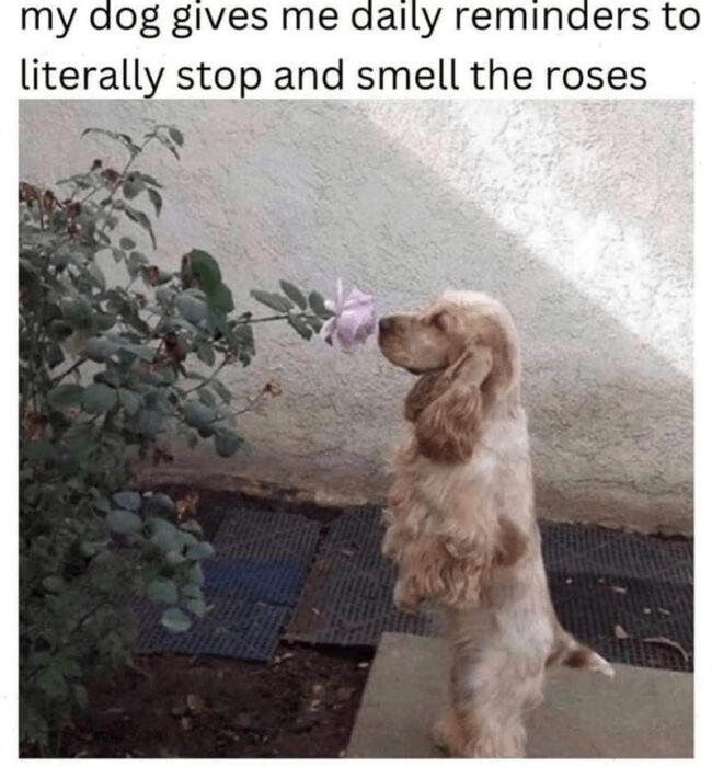 Cute Cocker Spaniel smelling a pink rose in a cozy garden.