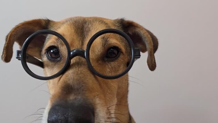 Cute dog wearing oversized glasses with a playful, curious expression.
