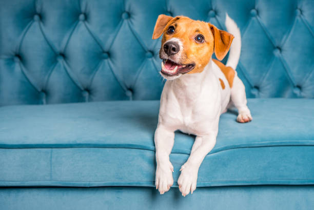 Cheerful Jack Russell Terrier resting on vibrant turquoise tufted couch, showcasing pet comfort and playful personality.