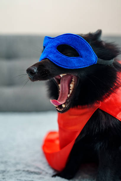 Cute Pomeranian in superhero costume with blue mask and red cape, mid-yawn, adorable and playful.
