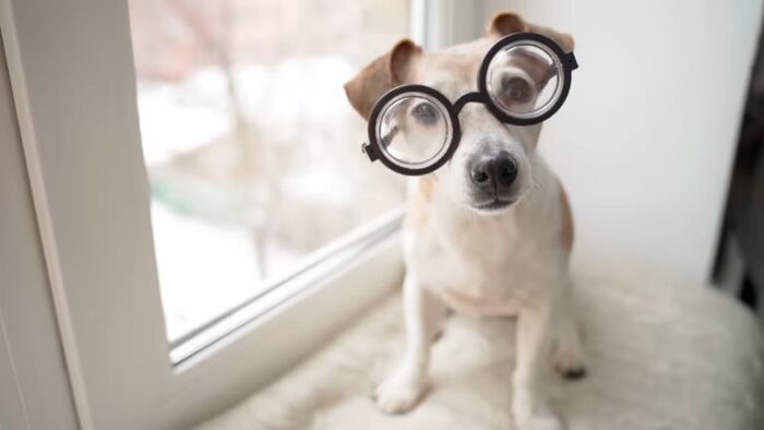 Cute dog wearing oversized glasses sitting by window, indoor cozy pet photography.
