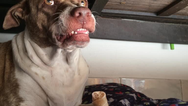 Cute dog with expressive eyes and chew bone on cozy blanket indoors.