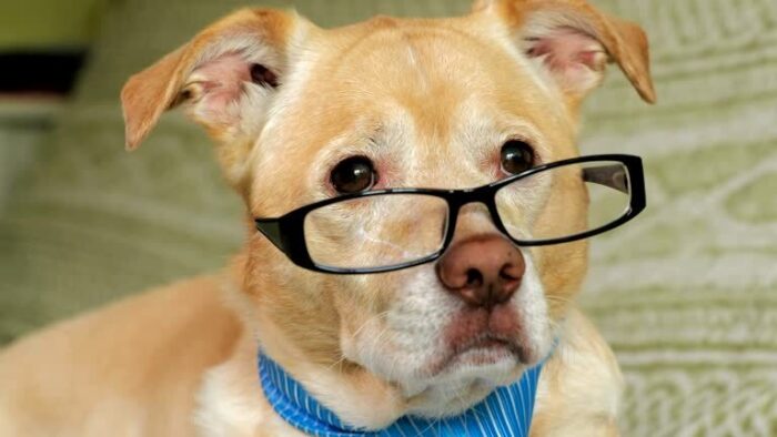 Cute dog wearing glasses with blue collar in cozy indoor background.