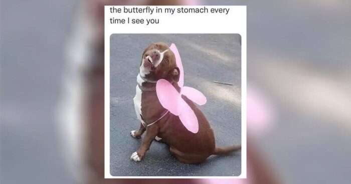 Cute brown dog with pink butterfly wings, smiling outdoors on sunny day.