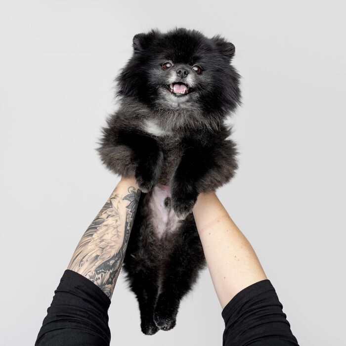Fluffy black Pomeranian dog held by tattooed and bare hands, showing joyful expression.