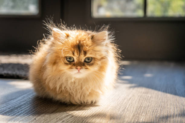 Cute fluffy kitten with blue-green eyes sitting on a sunlit wooden floor.