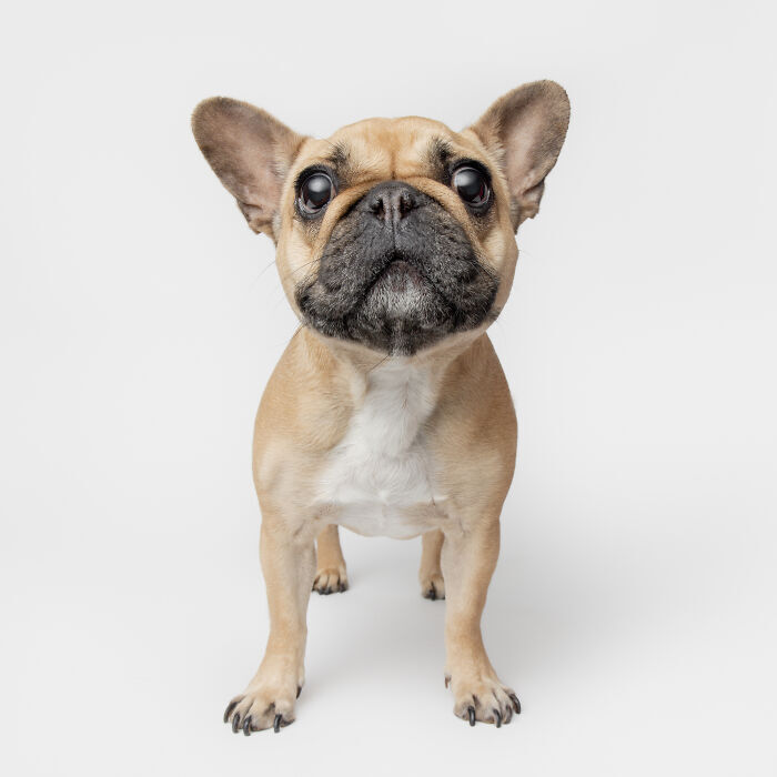 Adorable French Bulldog with fawn coat, white chest, expressive eyes, and erect ears on white background.
