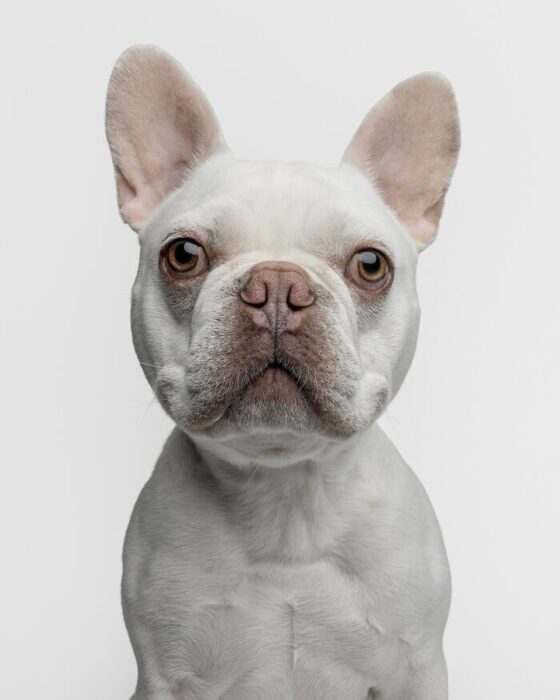 White French Bulldog close-up with expressive eyes and smooth coat on a white background.