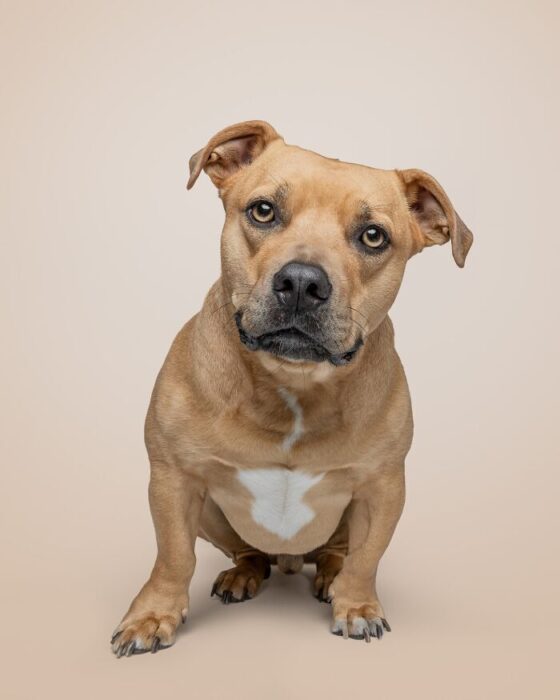 Golden brown dog with heart-shaped chest patch and soulful amber eyes portrait.