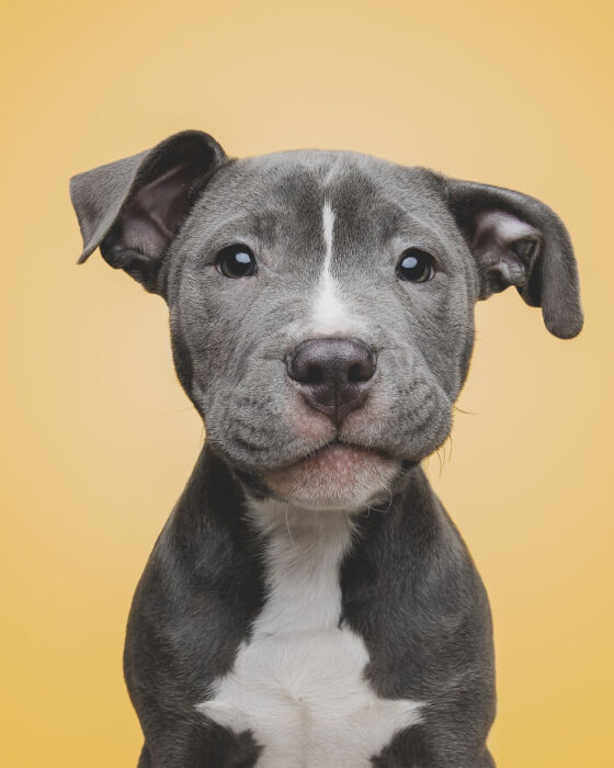 Cute gray Pit Bull puppy with white markings on a bright yellow background.