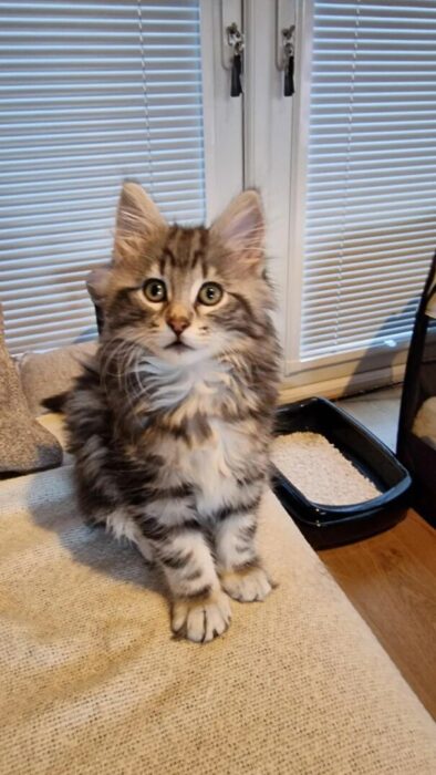 Cute gray striped kitten with green eyes sitting on beige fabric, surrounded by soft natural light.
