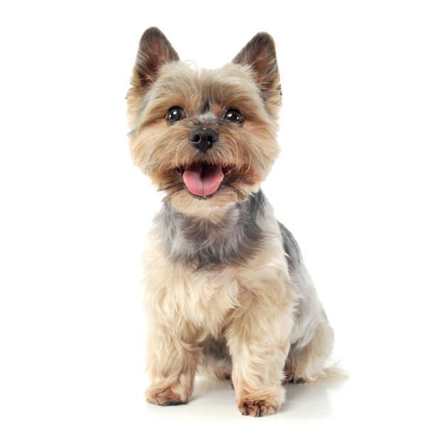 Cute Yorkshire Terrier puppy with fluffy gray and tan fur, big expressive eyes, and cheerful demeanor.