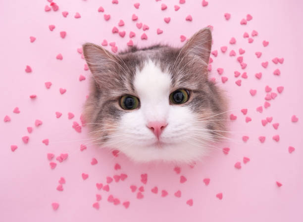 Cute gray and white cat with amber eyes surrounded by pink hearts on a pink background.