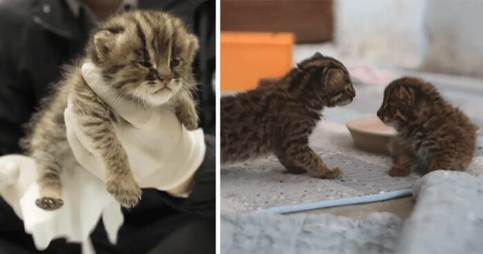 Cute striped kittens playing and being gently cared for by a gloved hand.