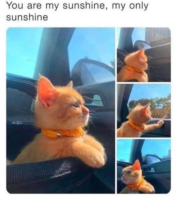 Cute orange kitten enjoying a car ride, exploring outside the window on a sunny day.